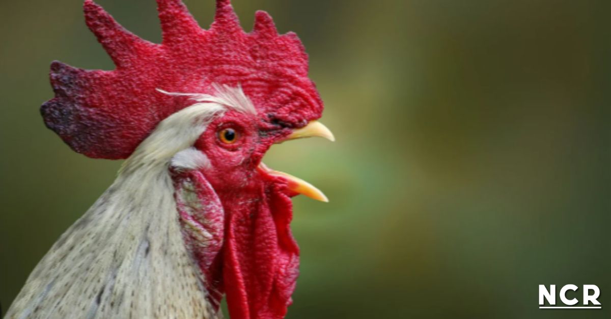 Gallo no deja dormir a vecino de Santa Bárbara de Heredia.